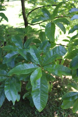 Quercus imbricaria - dub celokrajný - listy (2)